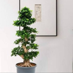 Buy Ficus Bonsai XXXL | Plantshop.me UAE