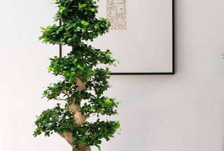 Buy Ficus Bonsai XXXL | Plantshop.me UAE