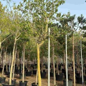 Buy Ficus Infectoria - White Fig | Plantshop.me UAE