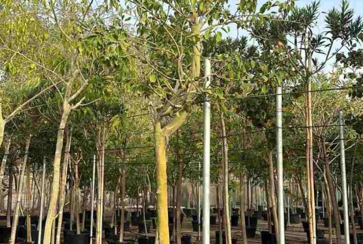 Buy Ficus Infectoria - White Fig | Plantshop.me UAE