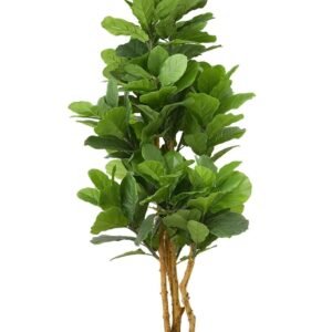 Buy Ficus Lyrata 'Multi stem' Artificial | Plantshop.me UAE