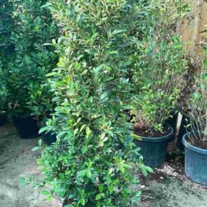 Buy Ficus Nitida Cone | Plantshop.me UAE