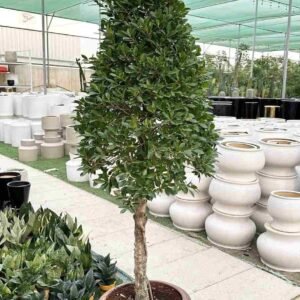 Buy Ficus Nitida Lollipop | Plantshop.me UAE