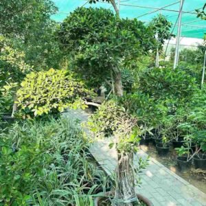 Buy Ficus Nitida Multihead | Plantshop.me UAE
