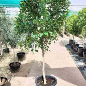Buy Ficus Nitida | Plantshop.me UAE