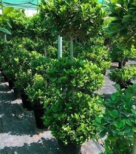 Buy Ficus Panda - Stunning 3-Head Tropical Plant for UAE