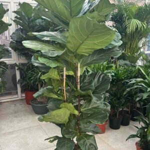 Buy Fiddle-leaf Fig 3pp