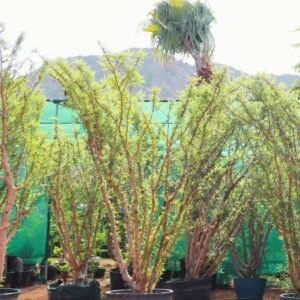 Buy Frankincense Multi Trunk Tree | Plantshop.me UAE