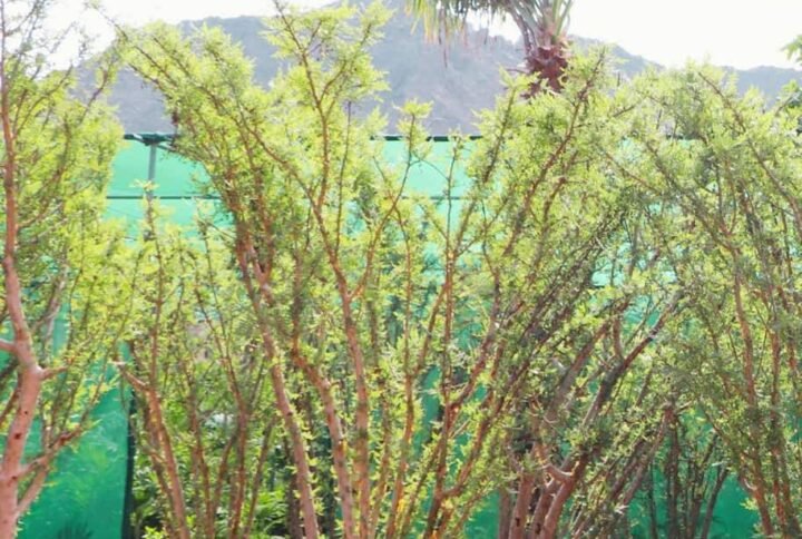 Buy Frankincense Multi Trunk Tree | Plantshop.me UAE