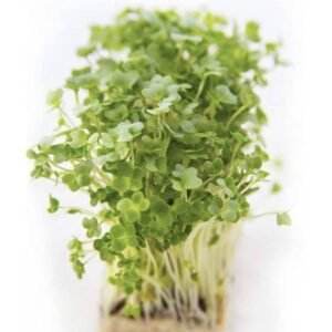 Buy Garden Cress Microgreen Seeds | Plantshop.me