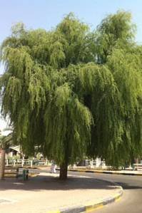 Buy Ghaf – National Tree of UAE | Plantshop.me