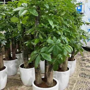 Buy Giant Multi Pachira | Best Price in UAE