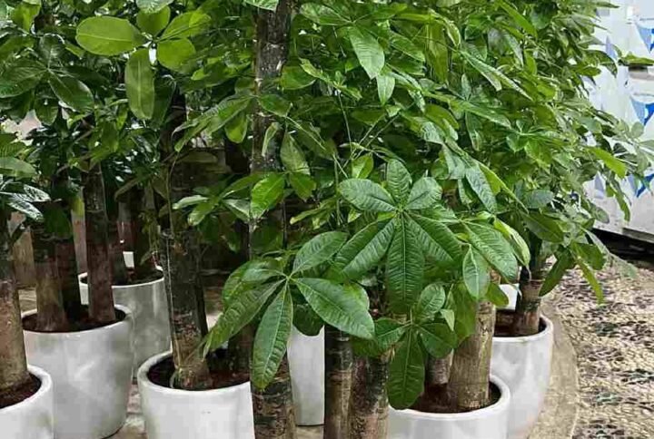 Buy Giant Multi Pachira | Best Price in UAE