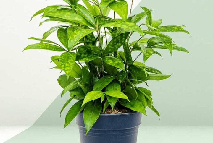 Buy Gold Dust Dracaena Elegant Indoor Plant | Plantshop.me