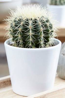 Buy Golden Barrel Cactus - Small | Plantshop.me UAE