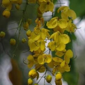 Buy Golden Shower Tree Online | UAE Plant Store