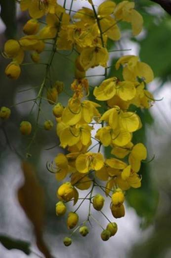 Buy Golden Shower Tree Online | UAE Plant Store