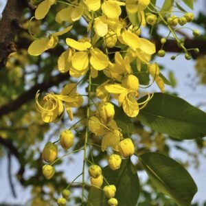 Buy Golden Shower Tree Seeds at Plantshop.me