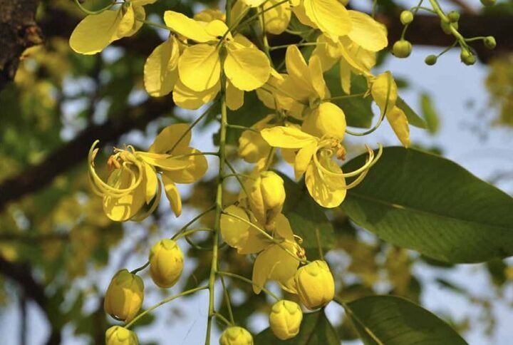 Buy Golden Shower Tree Seeds at Plantshop.me