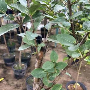 Buy Guava Plants from Pakistan | Plantshop.me UAE