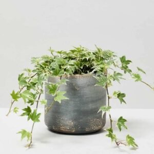 Buy Hedera Helix Variegated - Stunning Indoor Trailing Plant