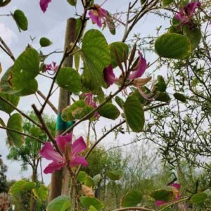 Buy Hong Kong Orchid Tree | Plantshop.me