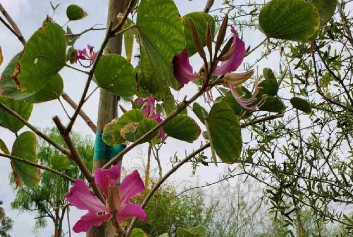 Buy Hong Kong Orchid Tree | Plantshop.me
