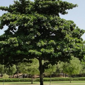 Buy Indian Almond Tree | Best Price in UAE