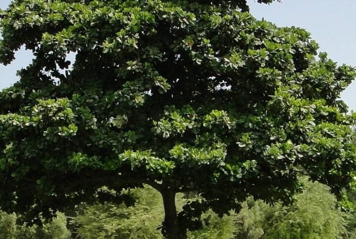 Buy Indian Almond Tree | Best Price in UAE