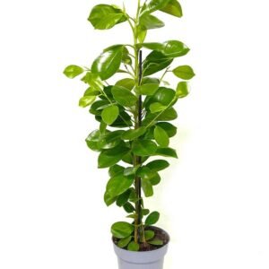 Buy Indian Laurel | Plantshop.me | Premium Plants
