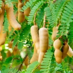 Buy Indian Tamarind Seeds | Plantshop.me UAE