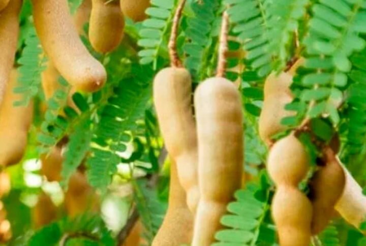 Buy Indian Tamarind Seeds | Plantshop.me UAE