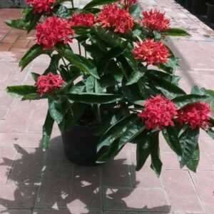 Buy Ixora Coccinea Red at Plantshop.me