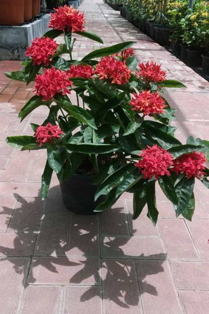 Buy Ixora Coccinea Red at Plantshop.me