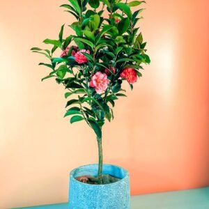 Buy Japanese Camellia Online UAE