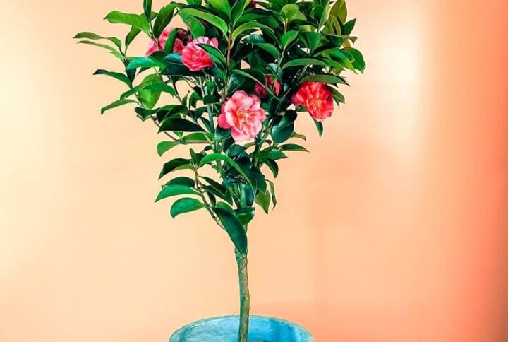 Buy Japanese Camellia Online UAE
