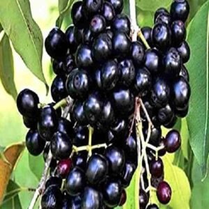 Buy Java Plum - Jamun Fruit Tree at Plantshop.me