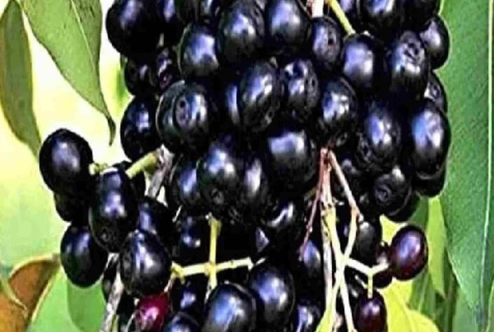 Buy Java Plum - Jamun Fruit Tree at Plantshop.me