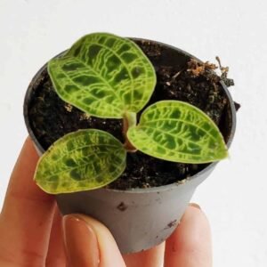 Buy Jewel Orchid Mini - Premium Indoor Plant