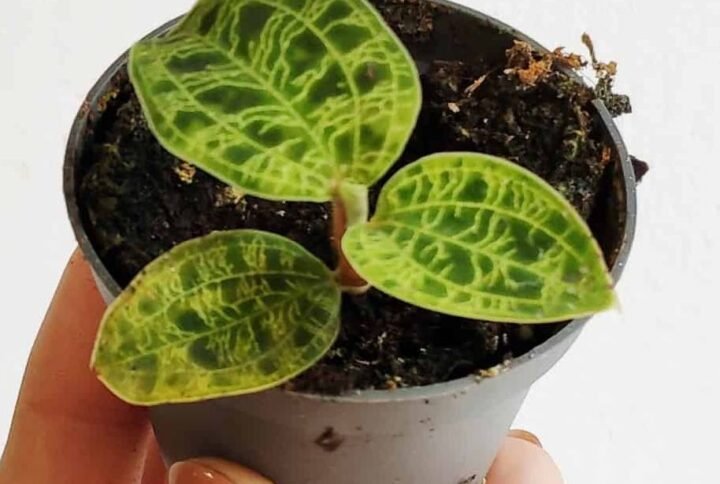 Buy Jewel Orchid Mini - Premium Indoor Plant