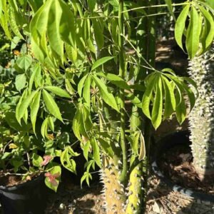 Buy Kapok Tree | Silk Cotton Tree for Sale