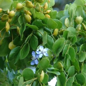 Buy Lignum Vitae Tree | Premium Plant for UAE Gardens