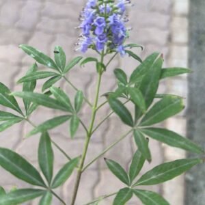 Buy Lilac Chaste Tree Tall | Elegant Garden Tree