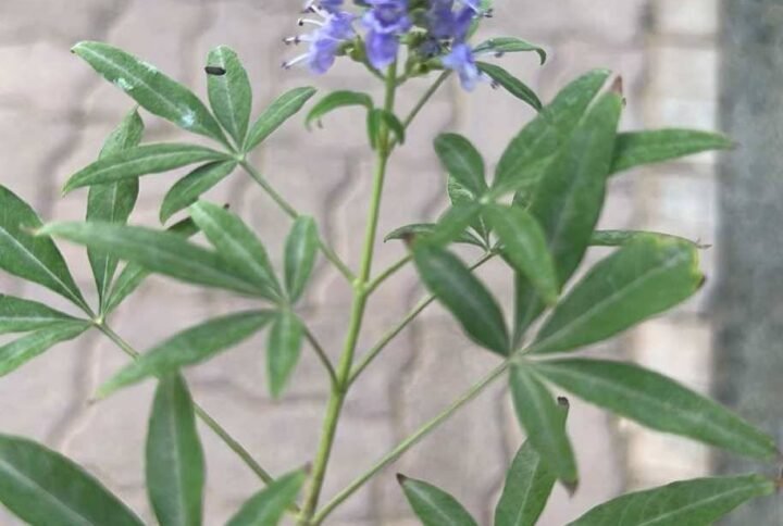 Buy Lilac Chaste Tree Tall | Elegant Garden Tree