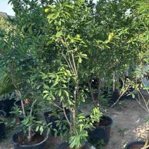 Buy Lime Bushy Plants Online in UAE | Plantshop.me