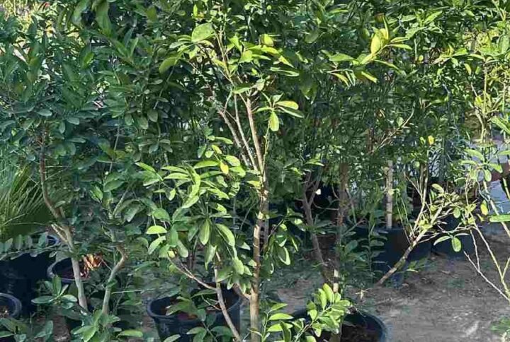 Buy Lime Bushy Plants Online in UAE | Plantshop.me