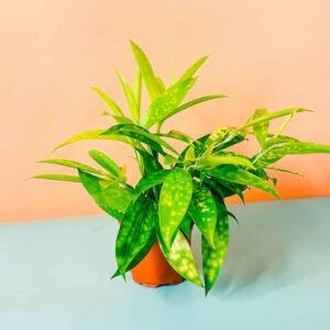 Buy Lime Dust Dracaena Mini | Stylish Indoor Plant UAE