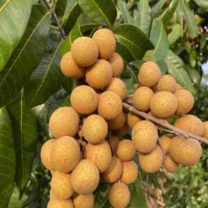 Buy Longan Tree Online in UAE | Plantshop.me