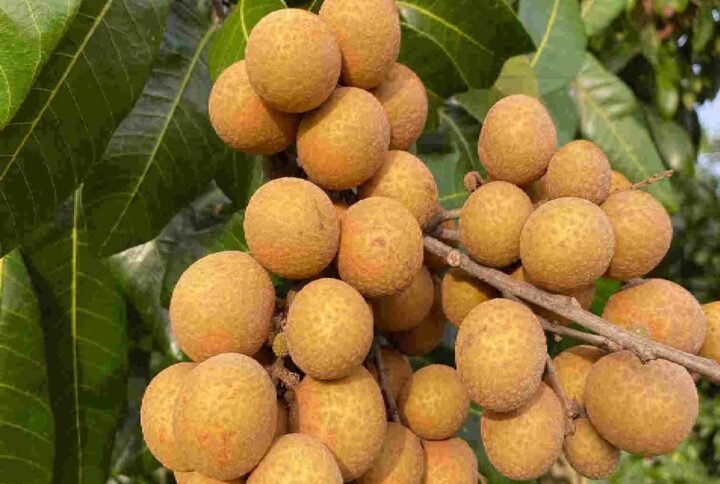 Buy Longan Tree Online in UAE | Plantshop.me