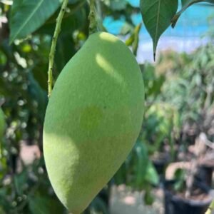 Buy Mango Thailand | Premium Mango Trees UAE